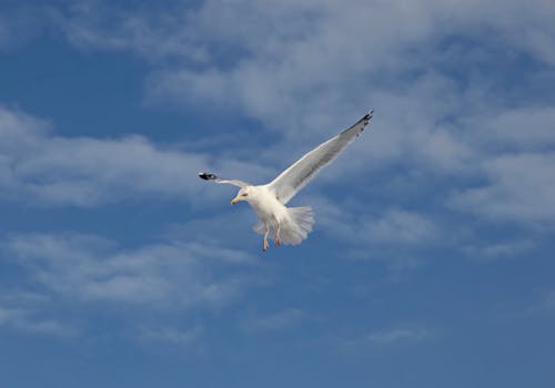 A Seagull Flying  