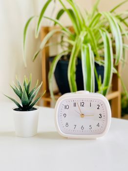 A potted aloe vera and a white clock on a table with a spider plant in the background.