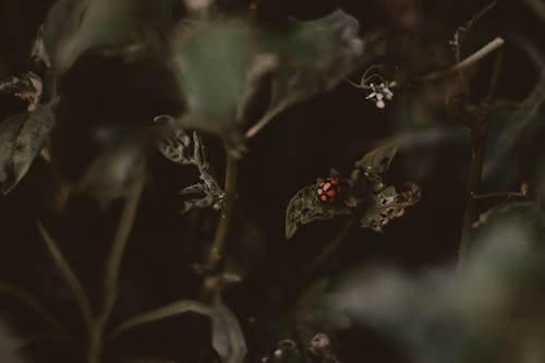 Ladybird Perched on Vegetation Leaves