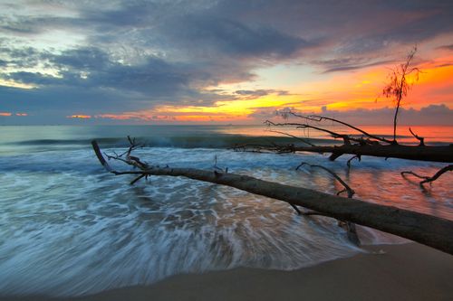 Free Dramatic sunset over ocean waves and sand with fallen trees creating a tranquil beach scene. Stock Photo