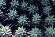 花盆里生机勃勃的绿色多肉植物，展现出自然的对称与纹理