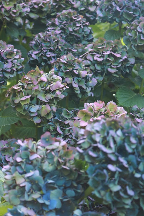 Základová fotografie zdarma na téma biologie, botanický, bujný