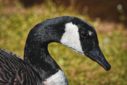 Kostnadsfri bild av anatidae, anka, anseriformes