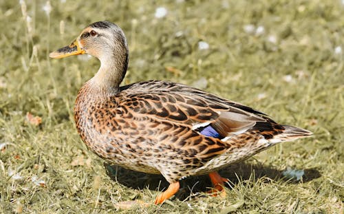 anseriformes, 동물 사진, 들오리의 무료 스톡 사진