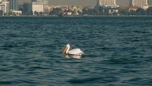 A Pelican Swimming on the Sea