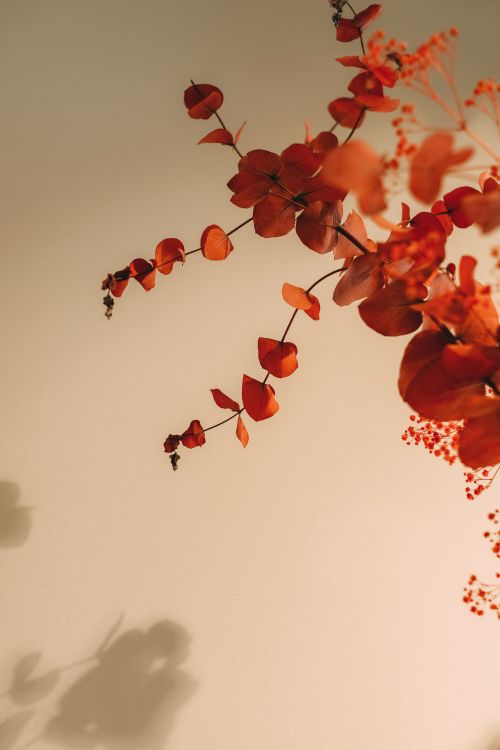 Free A serene close-up of red autumn leaves on a branch against a neutral background, evoking a peaceful fall ambiance. Stock Photo