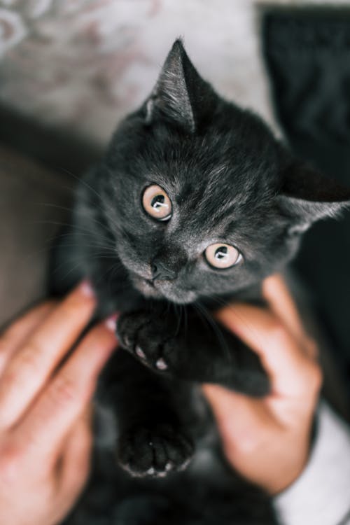 Foto profissional grátis de afetuoso, alegria, animais de estimação