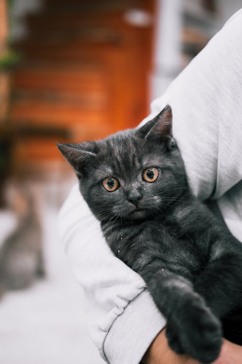 Fotos de stock gratuitas de animal, brazo, de cerca