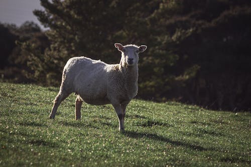 White Sheep on Green Grass Field