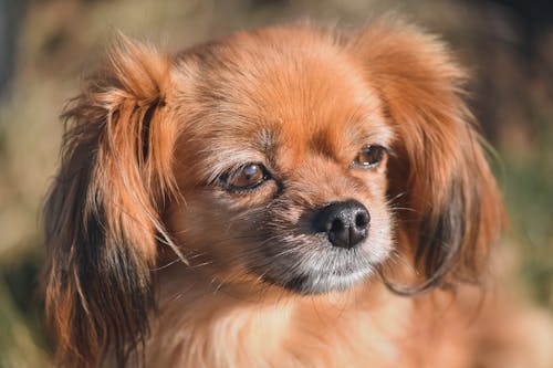 Brown and White Long Haired Chihuahua
