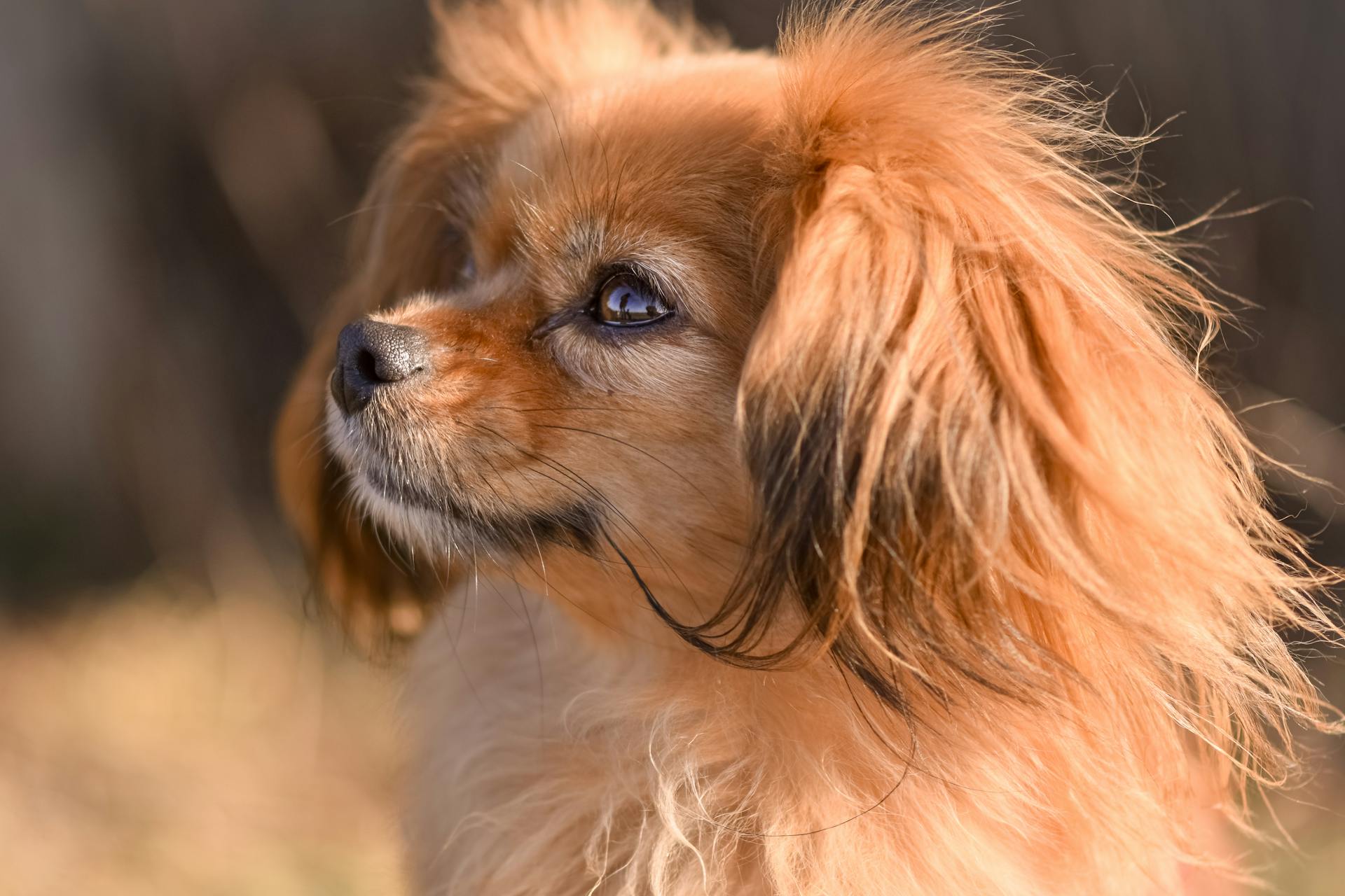 Close-Up Shot of a Brown Papillon