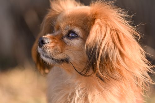 Free Close-up of a Papillon dog with fluffy ears and soft fur enjoying a sunny day outdoors. Stock Photo