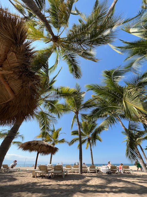 Low-Angle Shot of Palm Trees in the Beach