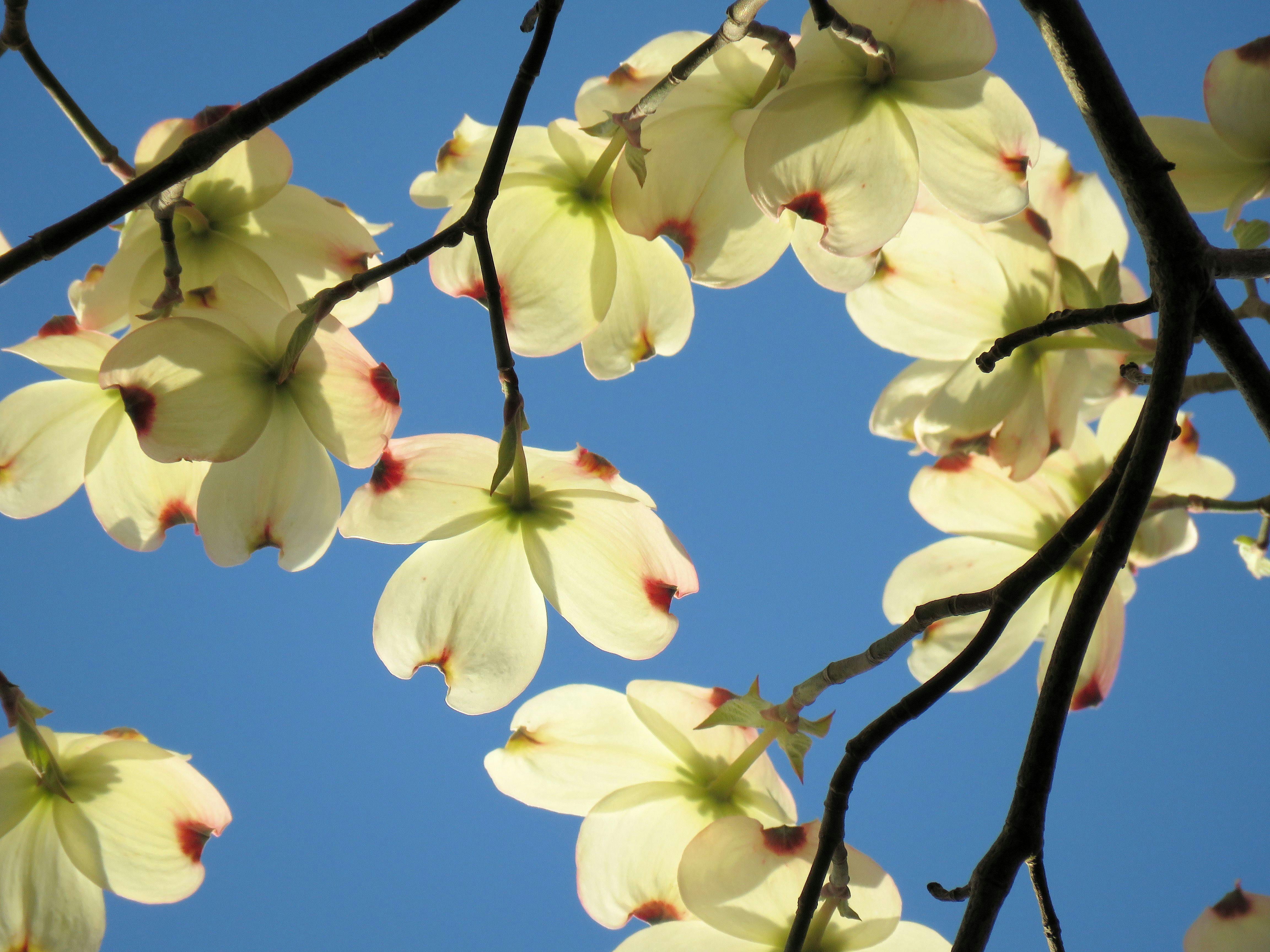 Free stock photo of blue sky, dogwood, flowers