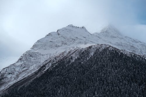 Kostenloses Stock Foto zu berg, bergwald, einfrieren