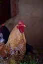Brown and Red Rooster in Tilt Shift Lens