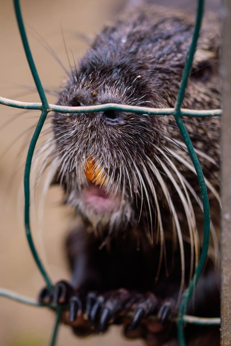 Black Rodent Behind A Metal Cage In Close-up Photography