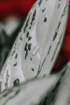 Detailed macro shot of a dracaena leaf with a water droplet emphasizing natural texture.