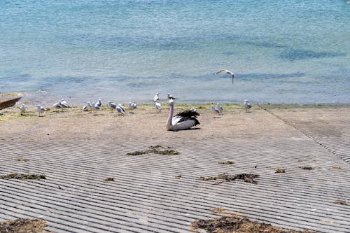 Gratis stockfoto met Australië, dieren in het wild, grote vogel