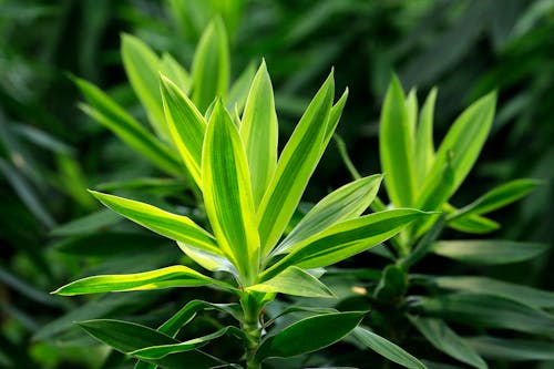 무료 나뭇잎, 녹색, 밝은의 무료 스톡 사진