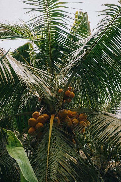 Coconut Tree in Low Angle Shot 