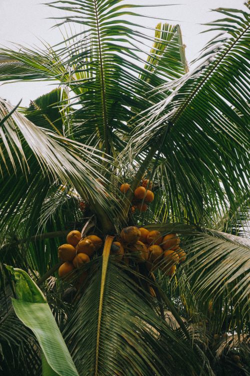 Free Low angle view of a coconut tree filled with ripe coconuts in Bali's lush greenery. Stock Photo