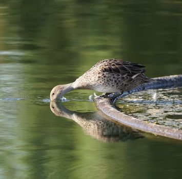 Duck drinking from a pond, showing its reflection in calm water.