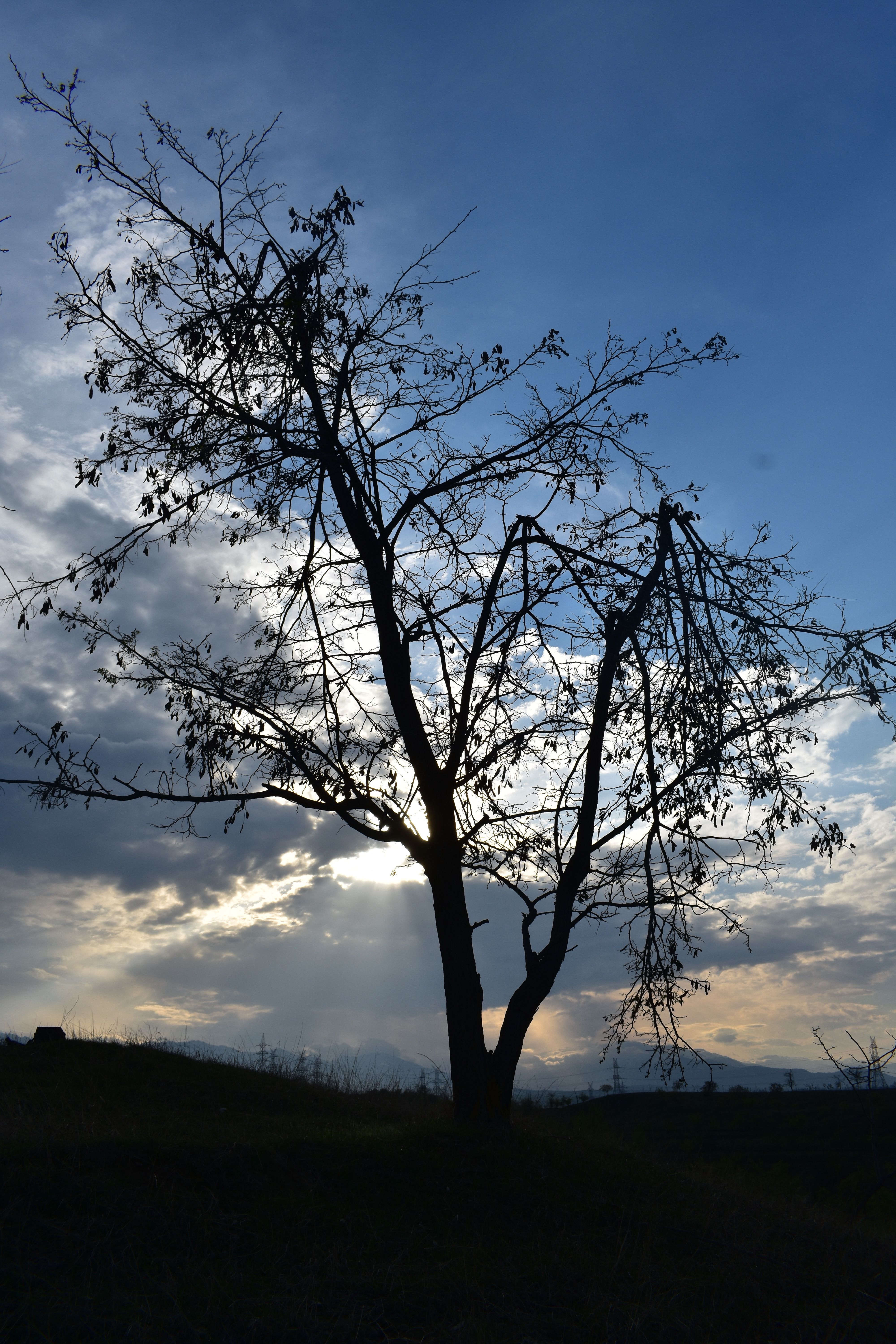 Silhouette of Bare Tree Under Blue Sky · Free Stock Photo