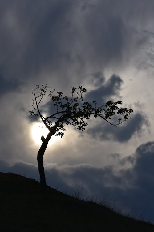 Silhouette of a Tree during Sunset