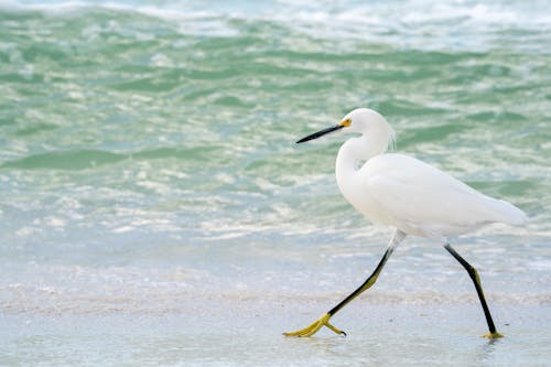 An Egret at the Beach 