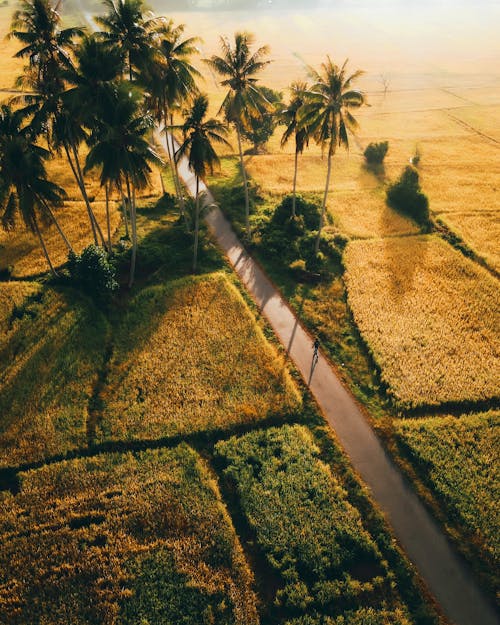 Aerial View of Small Palm Grove in Crop Fields
