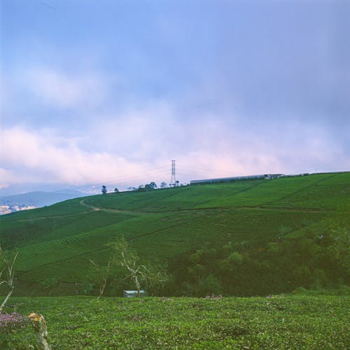 Green Field and Hill in Countryside