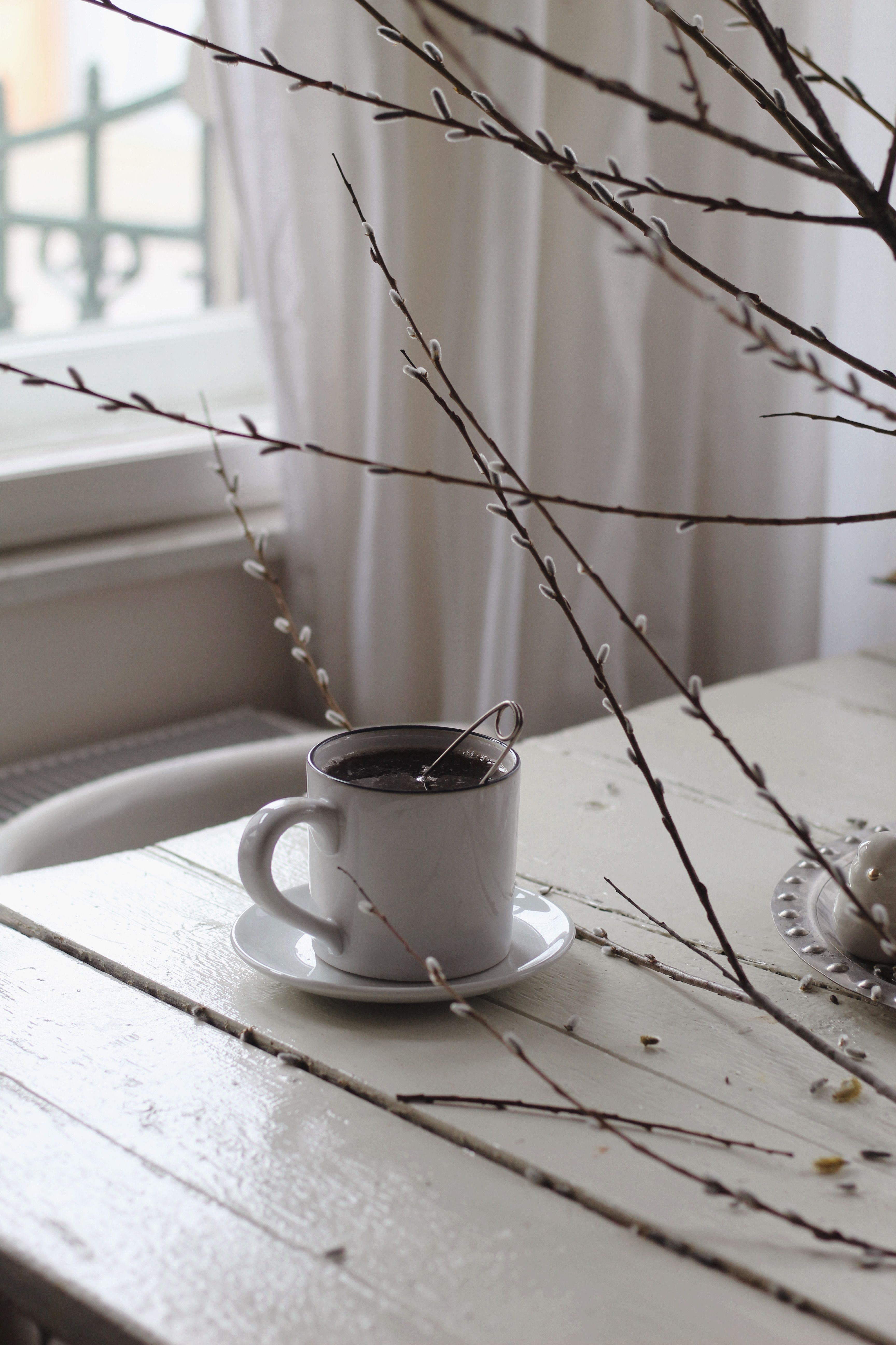 White Willow Bark Tea Photos, Download The BEST Free White Willow Bark ...