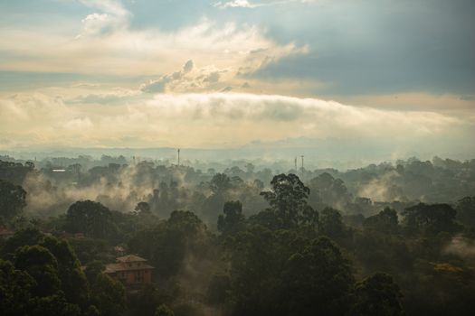 Fog Over Trees