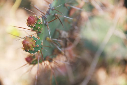 Free stock photo of cactus, close up view, green Stock Photo