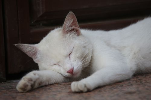 Free A close-up of a white cat sleeping peacefully on a wooden floor indoors. Stock Photo