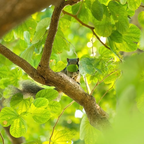 Free A Squirrel on the Tree Stock Photo