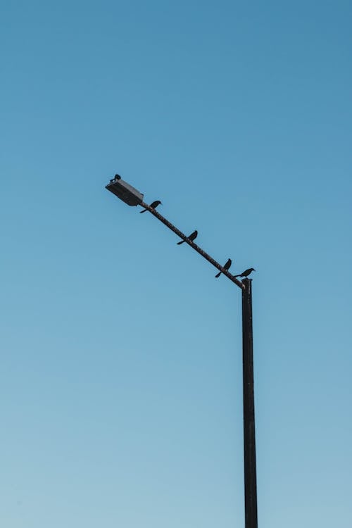 Free Birds Perched on a Street Light Under the Blue Sky Stock Photo