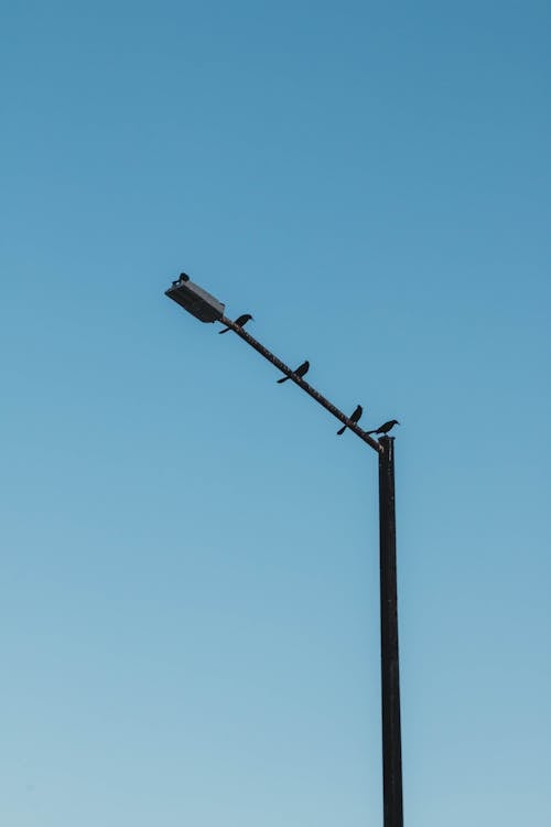 Kostenloses Stock Foto zu blauer himmel, gehockt, straßenlampe