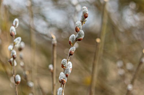 Kostnadsfri bild av anläggning, botanik, botanisk