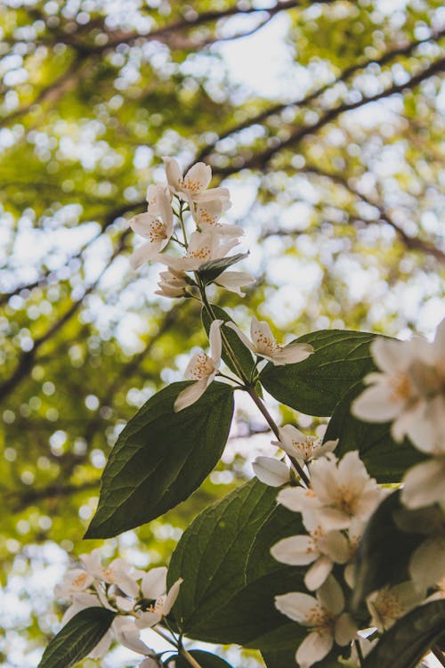 Kostnadsfri bild av blomfotografi, blomma tapeter, blommig