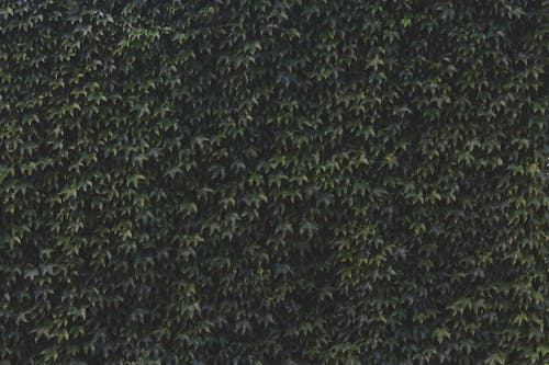 Бесплатное стоковое фото с ботаника, вертикальный сад, зеленый