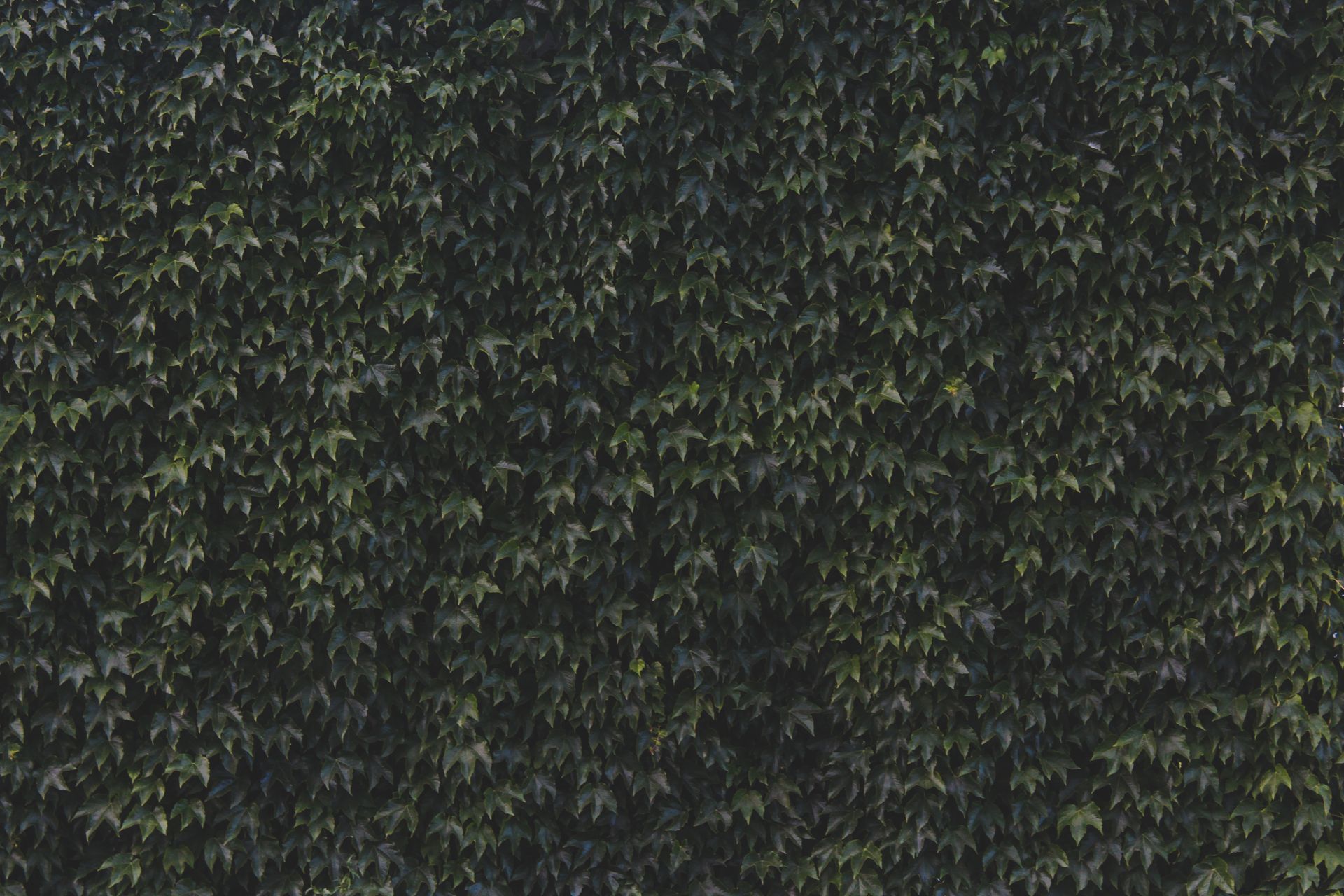 Dense green foliage creating a natural vertical garden wall in San Francisco.