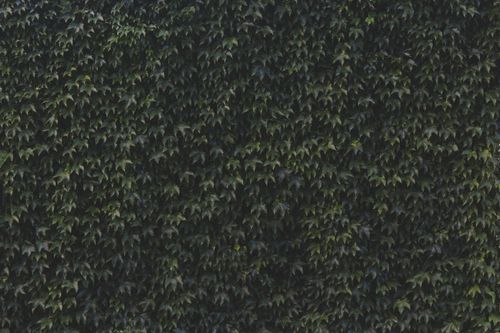 Free Dense green foliage creating a natural vertical garden wall in San Francisco. Stock Photo