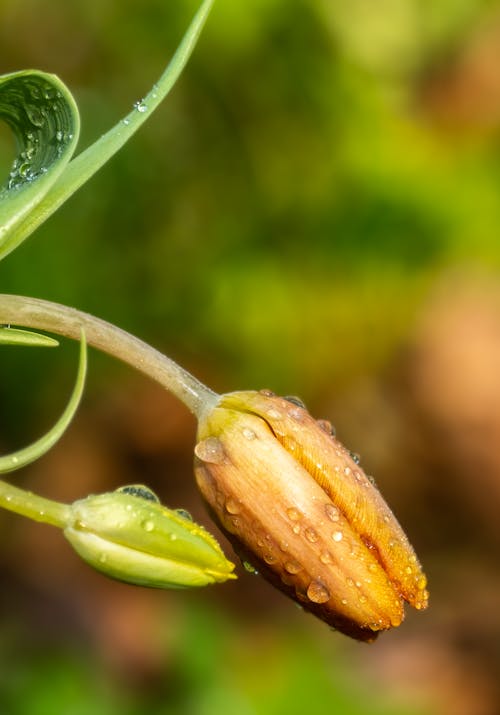 Close-Up Shot of a Tulip Bud