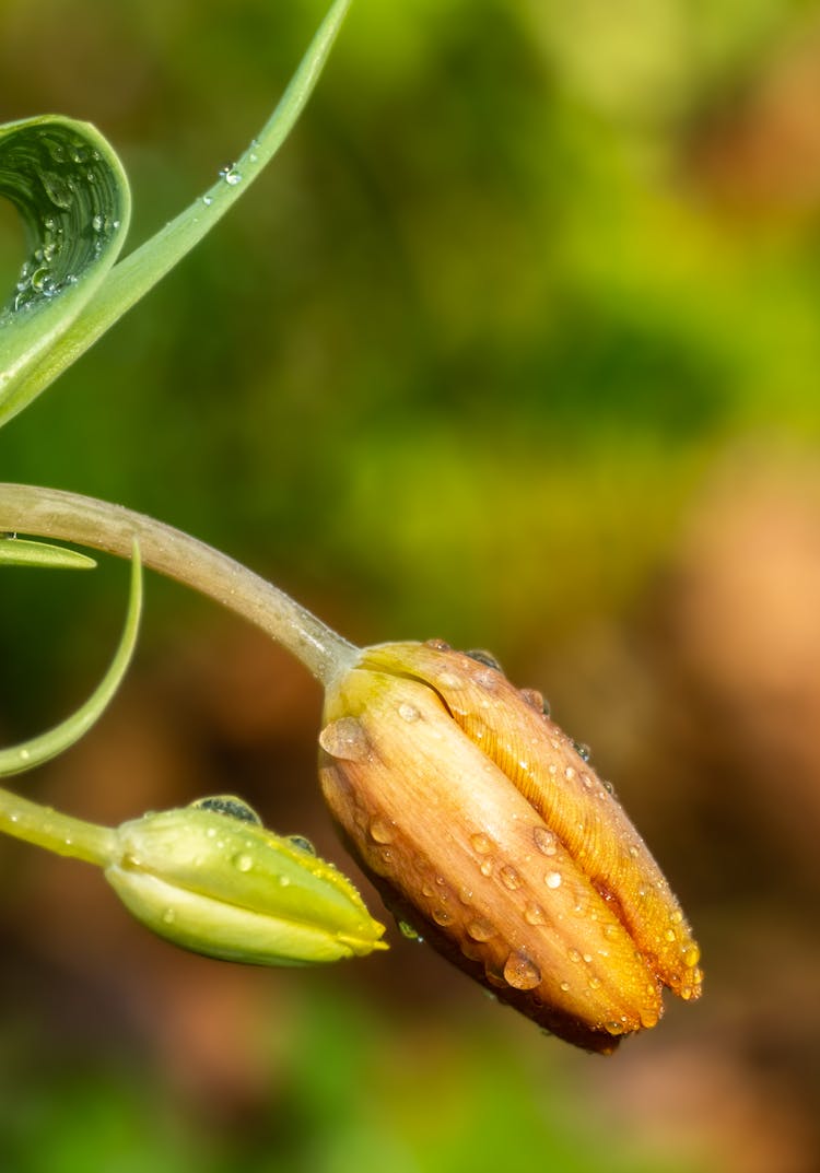 Close-Up Shot Of A Tulip Bud