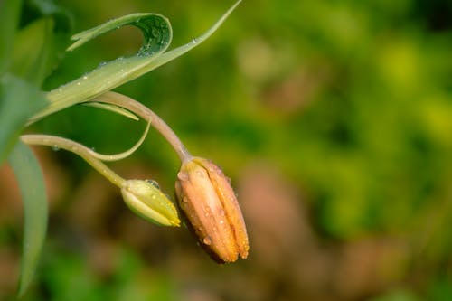 Δωρεάν στοκ φωτογραφιών με berberidaceae, ανάπτυξη, ανθοφόρα φυτά