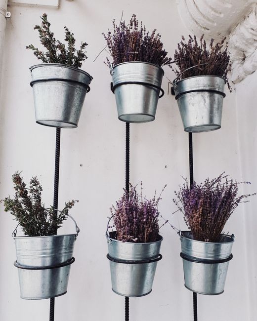 Multiple hanging herb pots with purple flowers mounted on white wall`