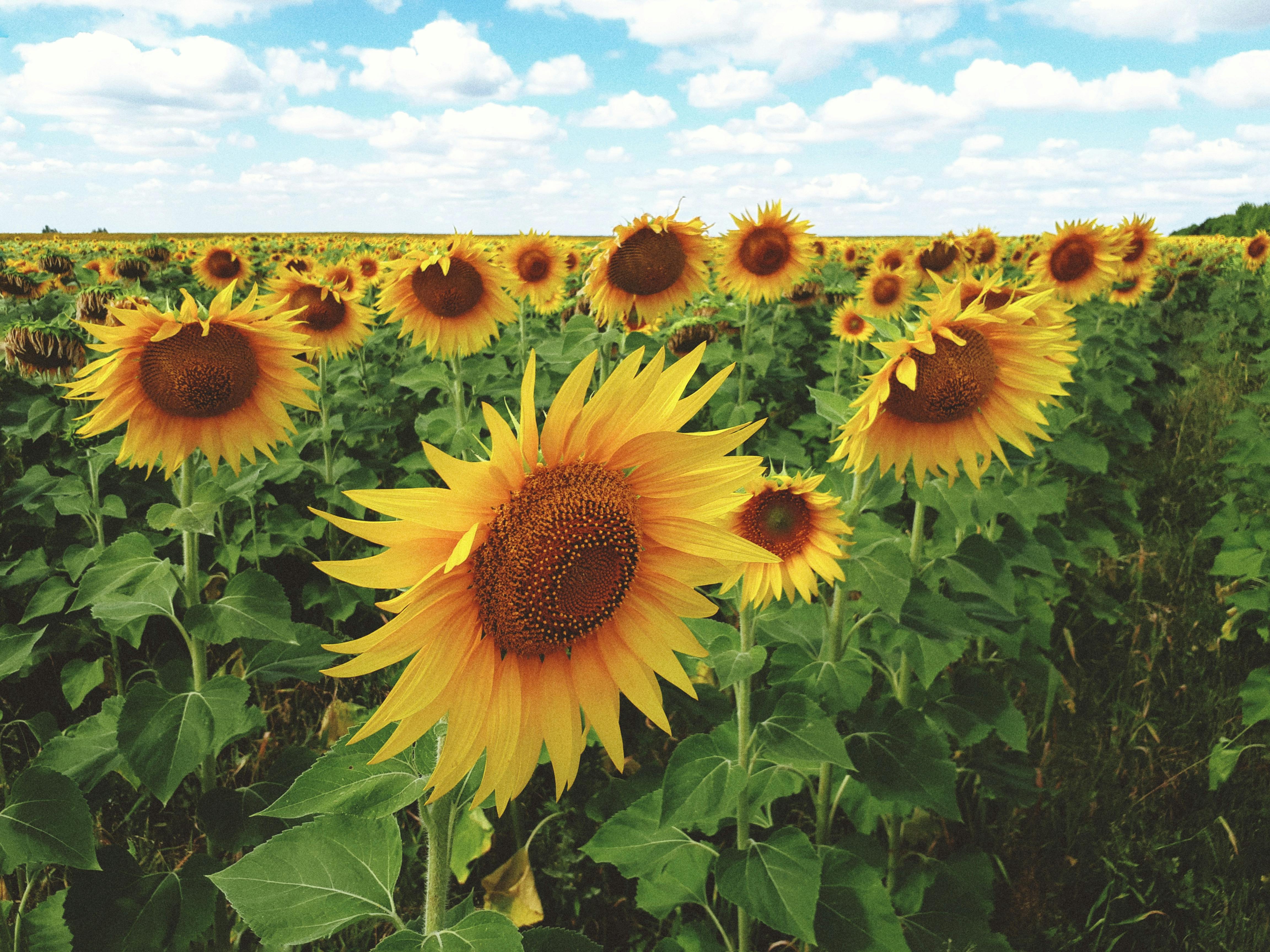 Vibrant sunflower field with yellow blooms under a clear blue sky, showcasing nature's beauty.