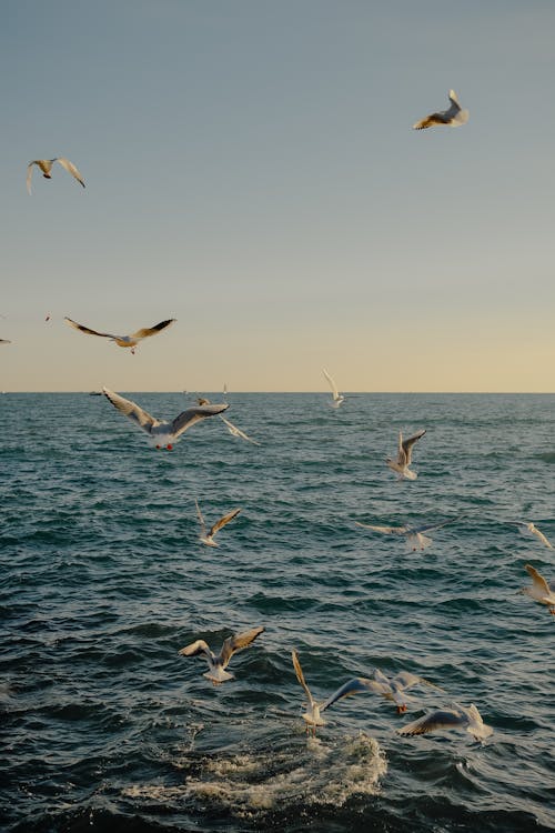 Бесплатное стоковое фото с вертикальный выстрел, летающий, море